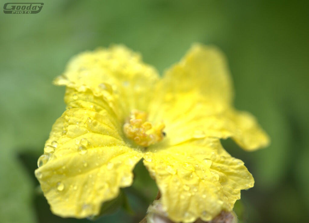 糸瓜の花