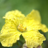 糸瓜の花