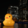 loverduck