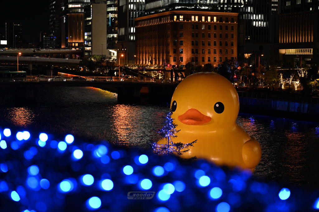 loverduck