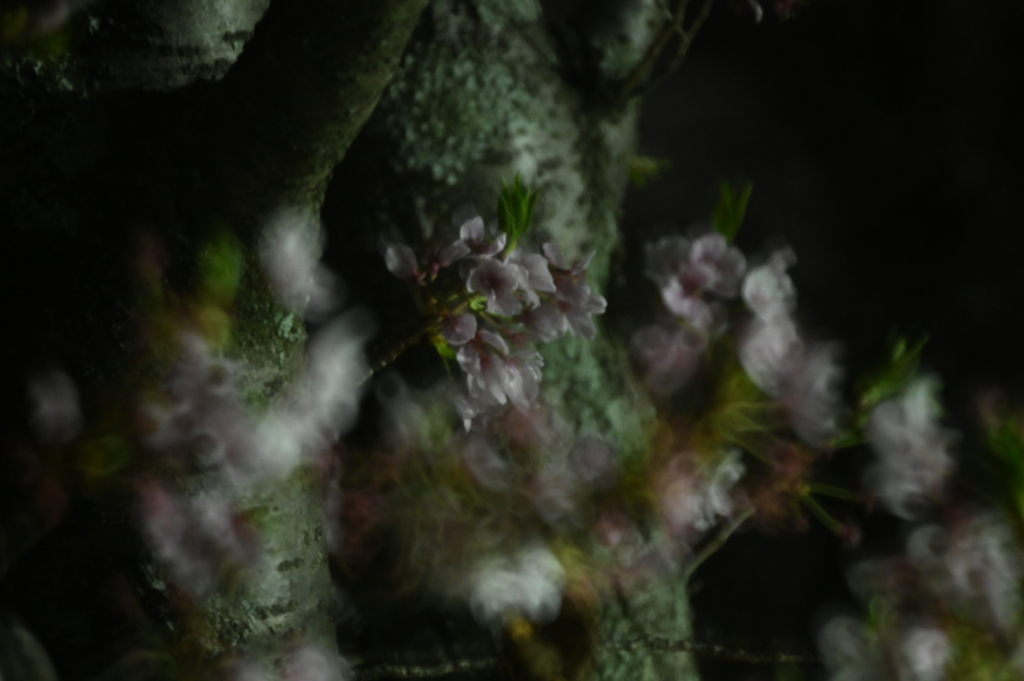 桜03　夜桜