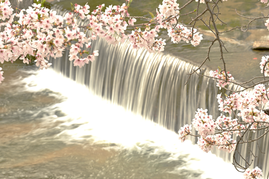 滝と桜　０１