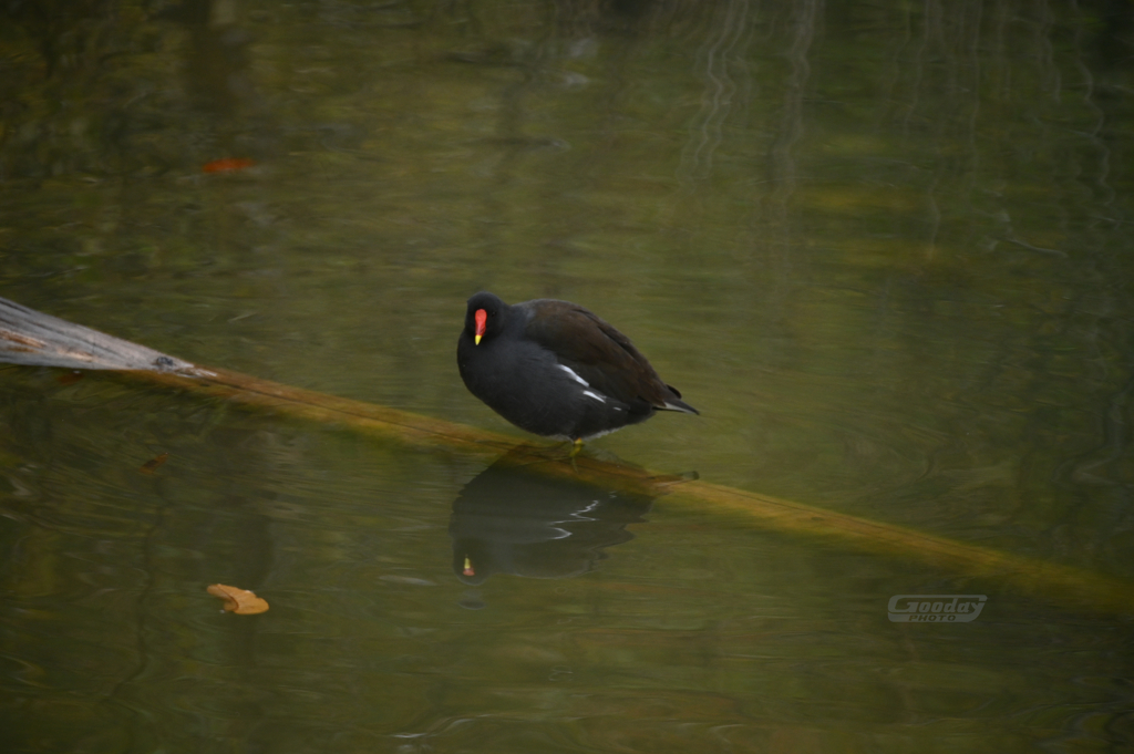 池の鳥