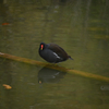 池の鳥