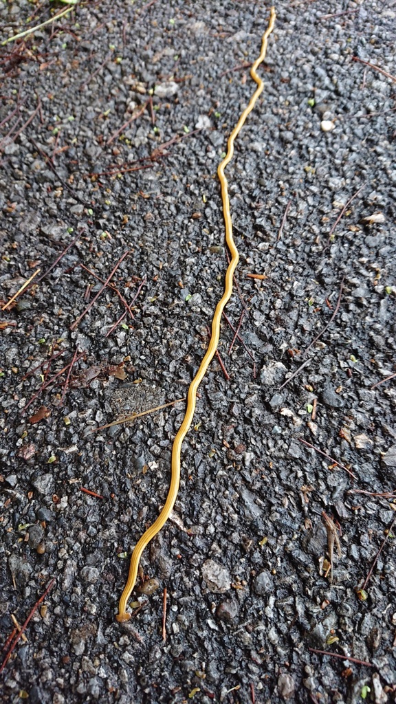 去年道歩いてた寄生虫…