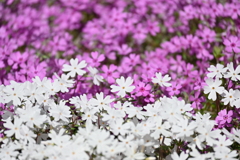 芝桜