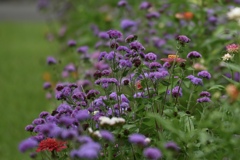 季節の花たち