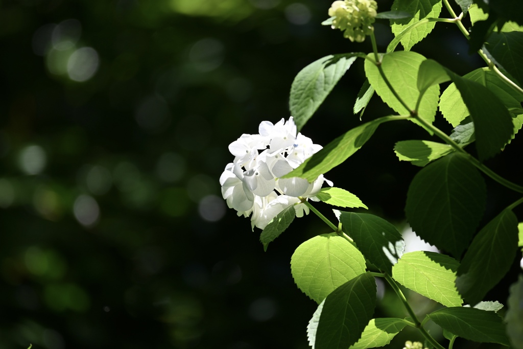 晴れの日のアジサイ
