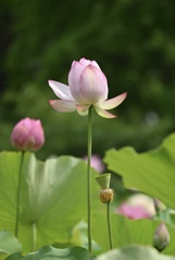 蓮の花