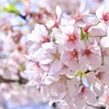 Cherry Blossom