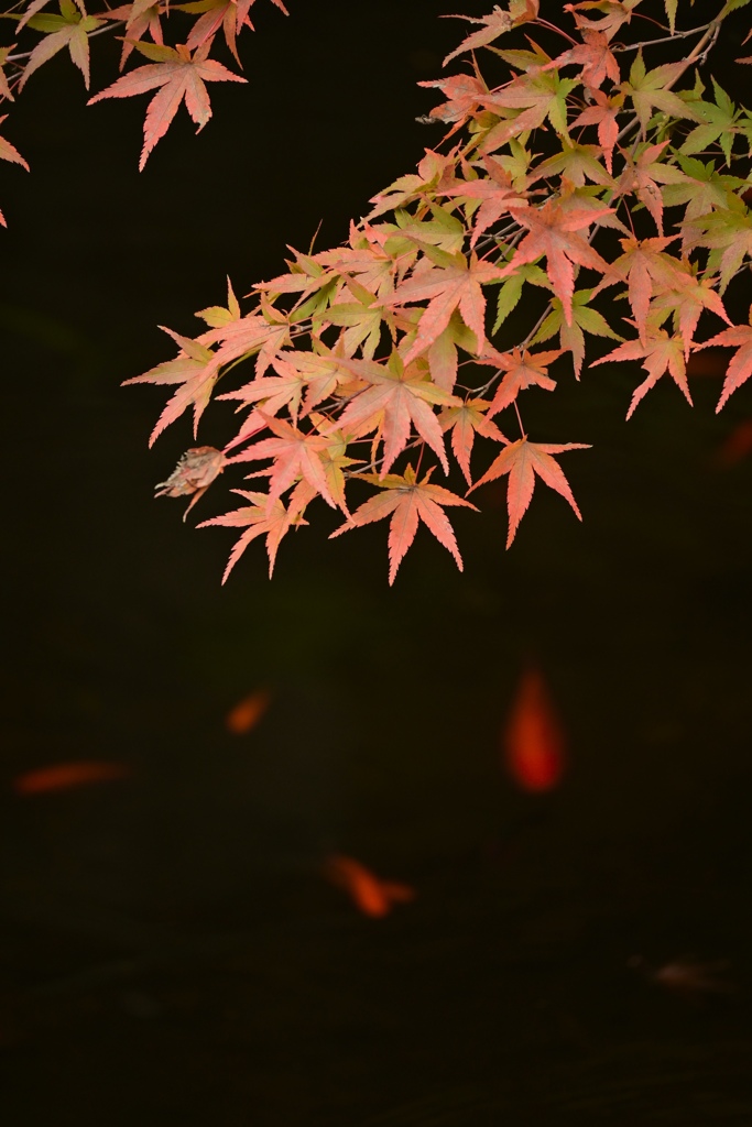 2023紅葉 in 福島