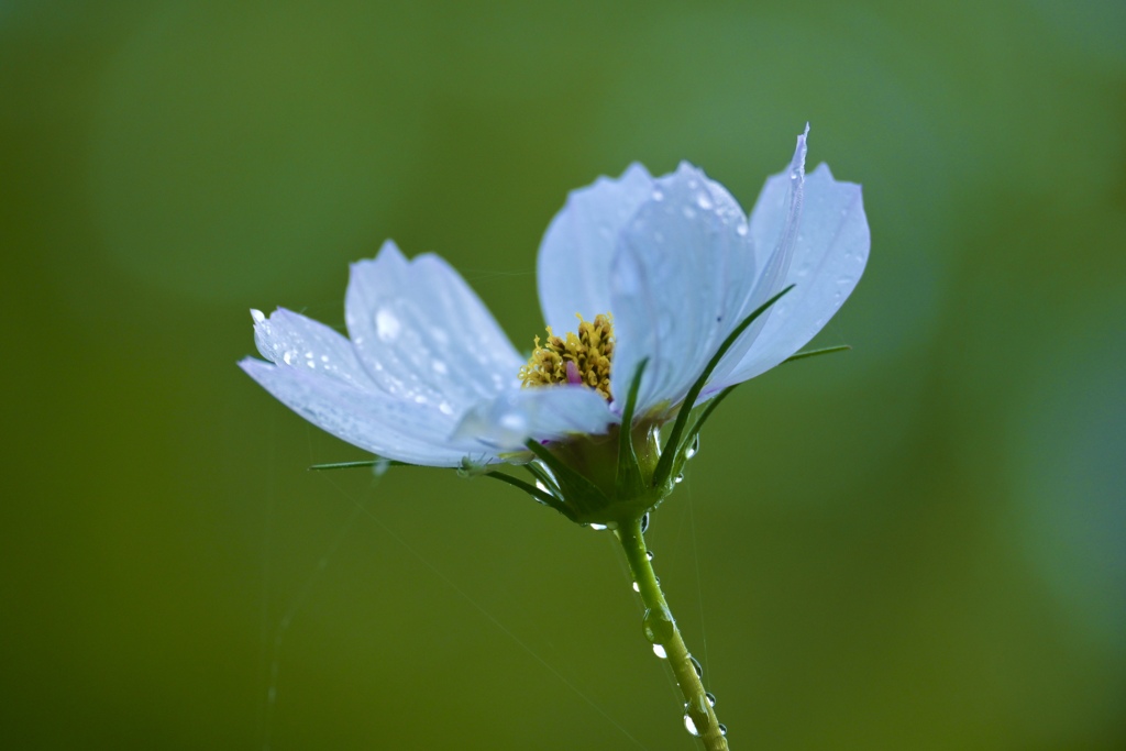 雨上がりの朝 1