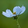 雨上がりの朝 1