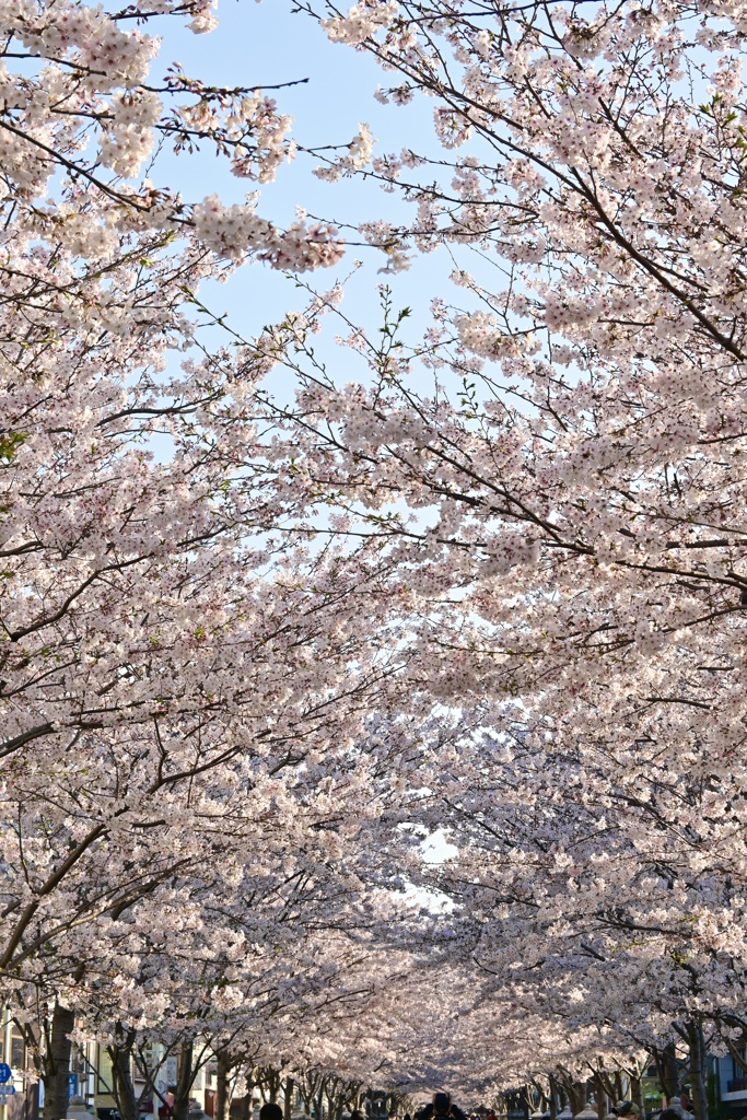 桜はつづくよどこまでも〜