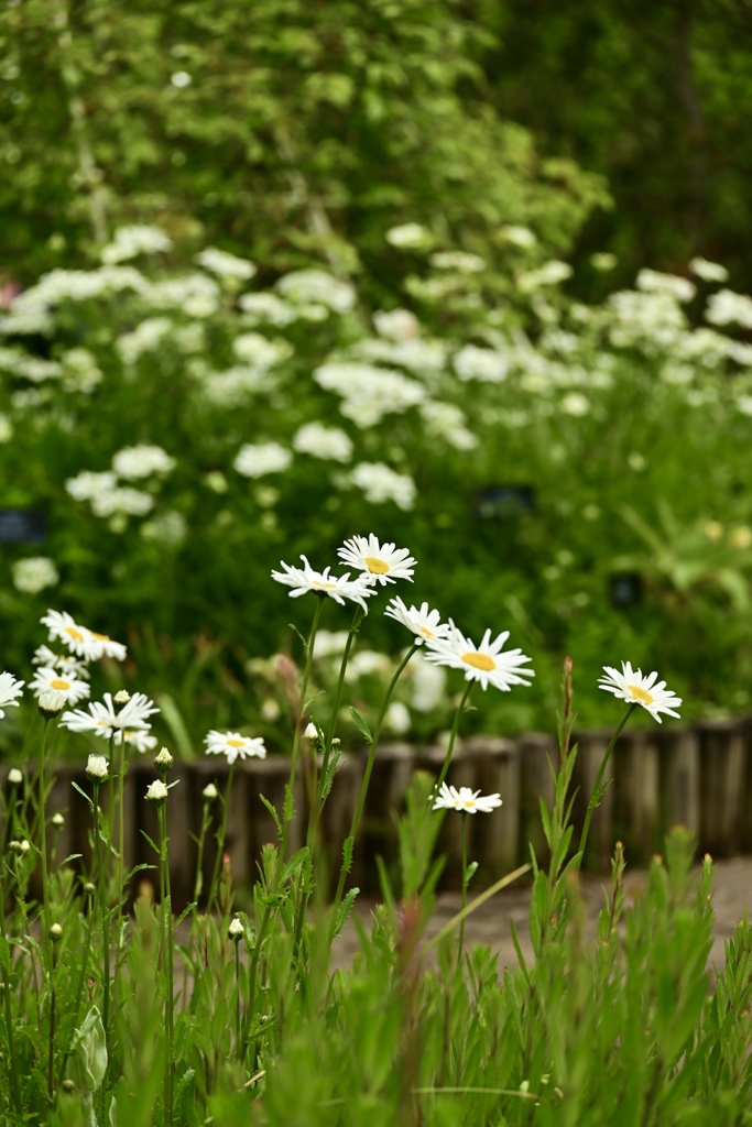 White Garden