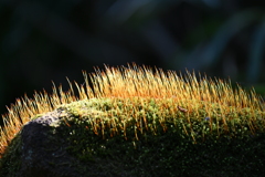 苔にも春が来た！