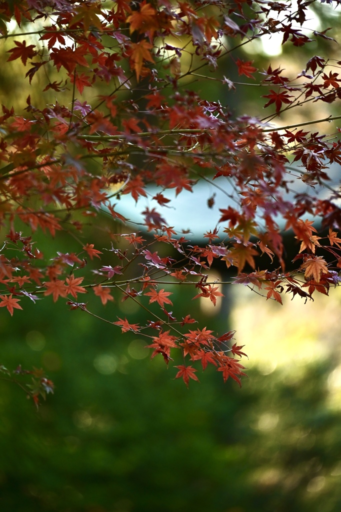 鎌倉の紅葉