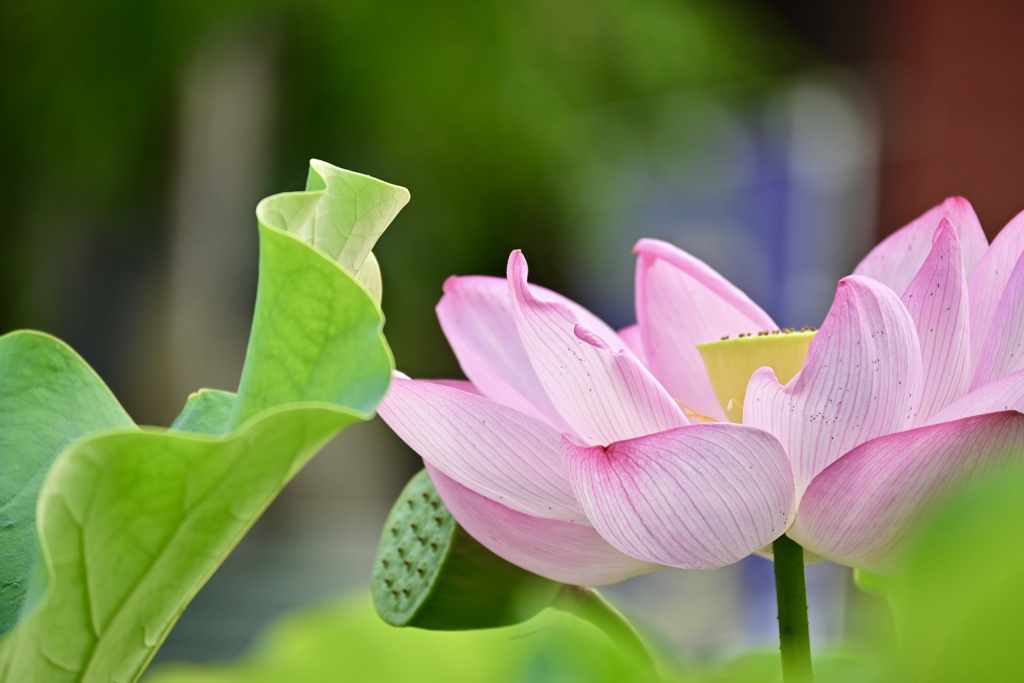 極楽浄土に咲く花