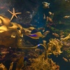海藻の森