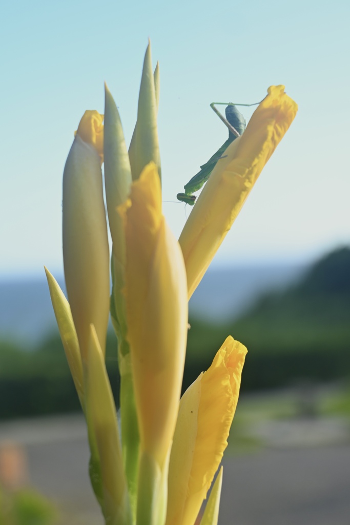 海辺のカマキリ