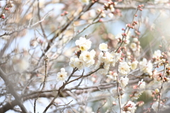 白梅