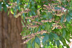 開花準備OK
