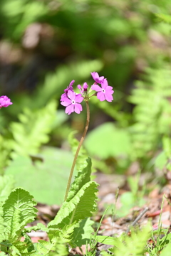 さくら草　(プリムラマラコイデス)