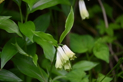 道端の可憐な花