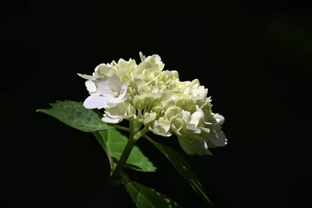 紫陽花