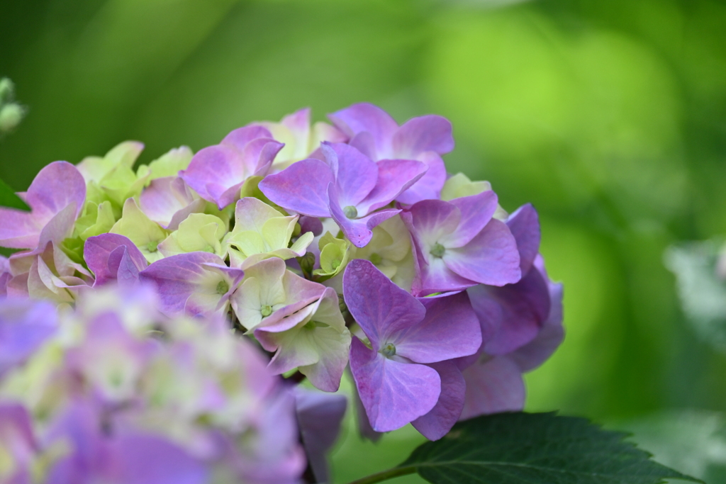 紫陽花