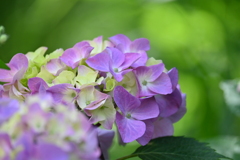 紫陽花