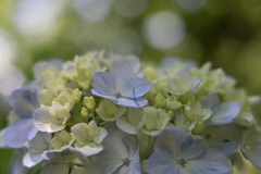 あの頃の紫陽花