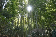 竹林