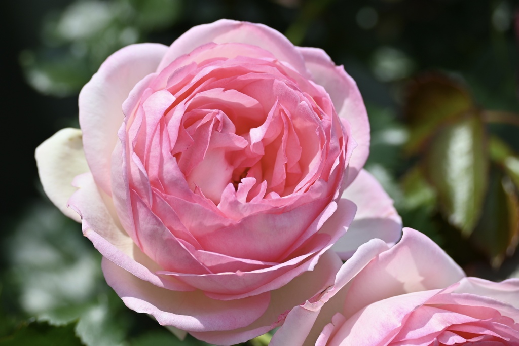 ピンクの薔薇