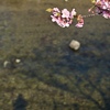 川と桜と
