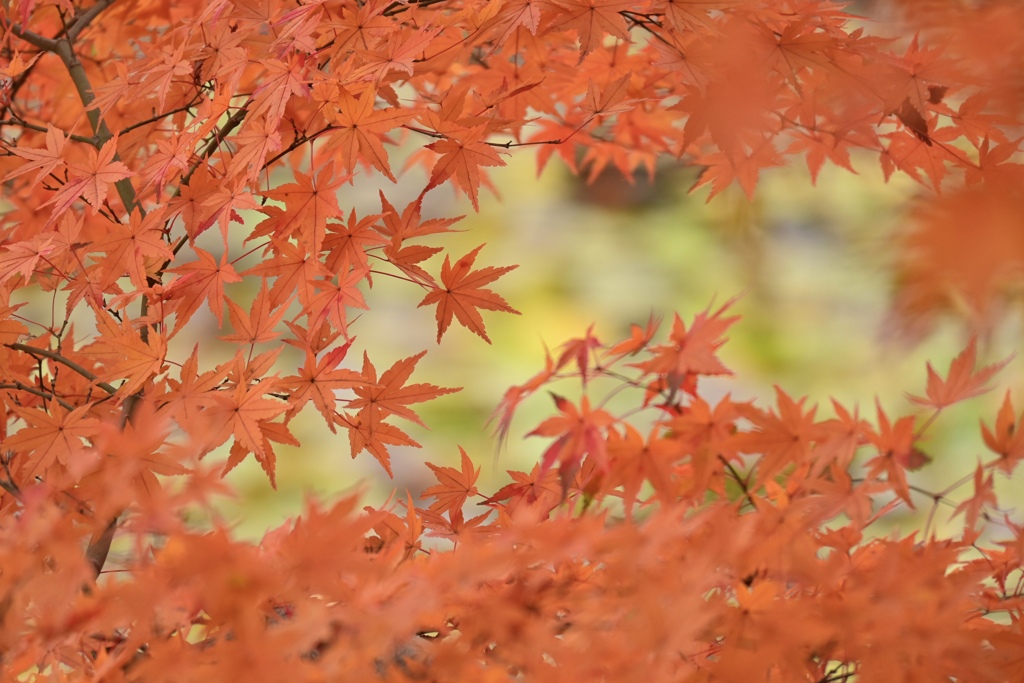 紅葉散歩　番外編③