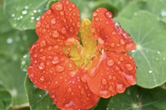 初めての雨の日撮影