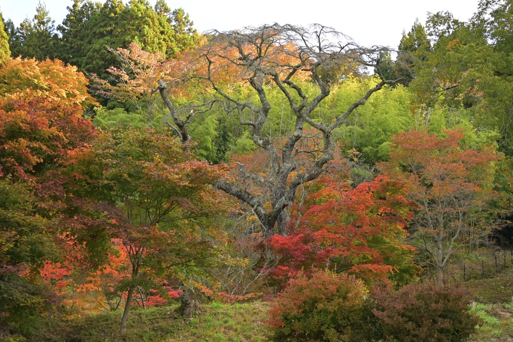 紅葉と桜