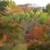 紅葉と桜