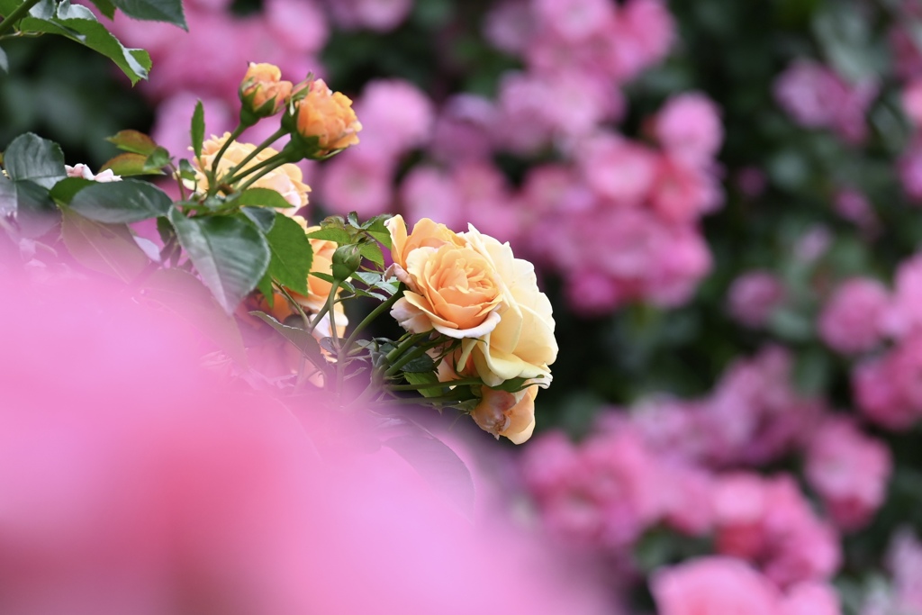 薔薇