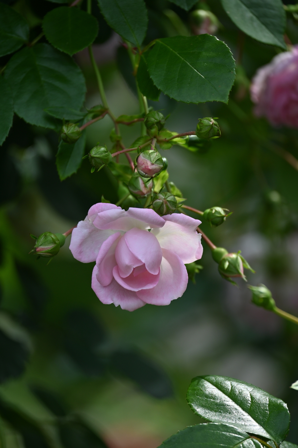 薔薇