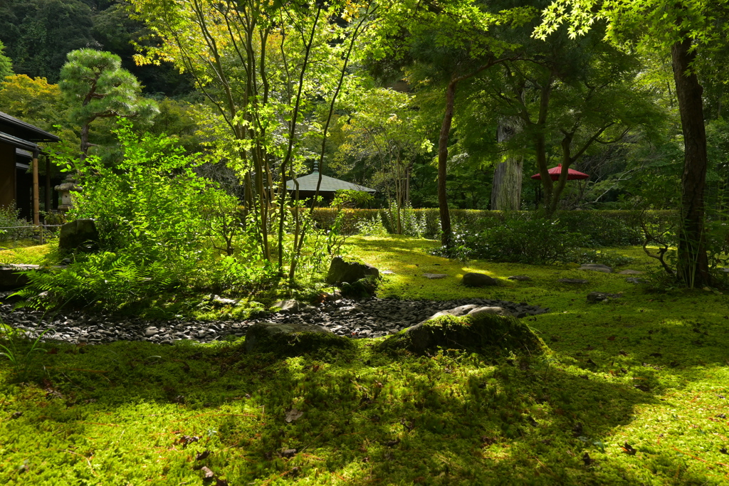 木漏れ日さす苔庭