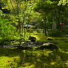 木漏れ日さす苔庭