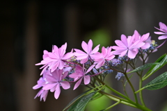 紫陽花