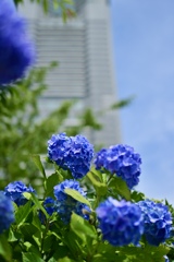 Yokohama Blue