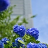 Yokohama Blue