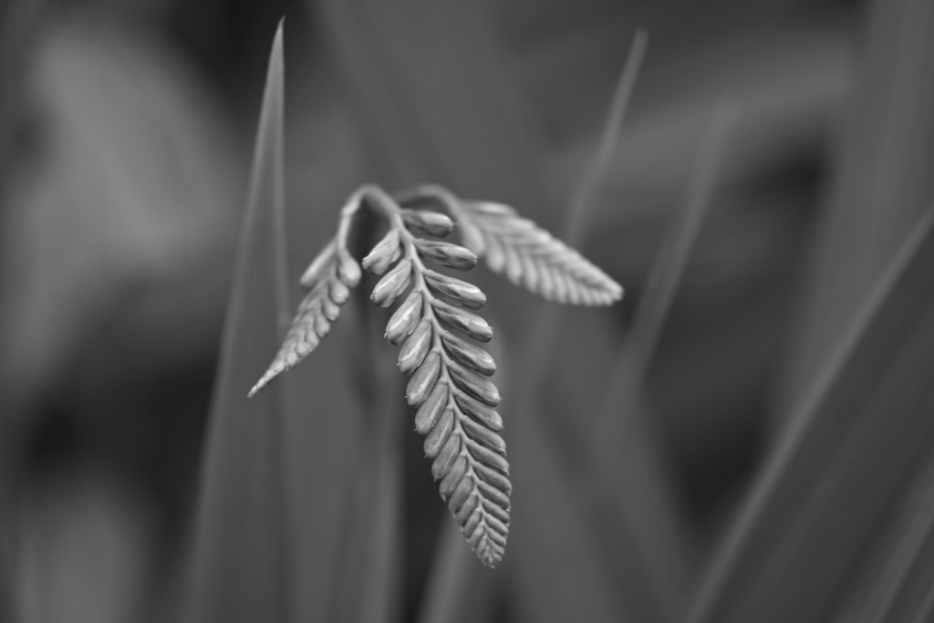 蕾