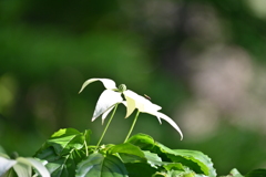 山法師