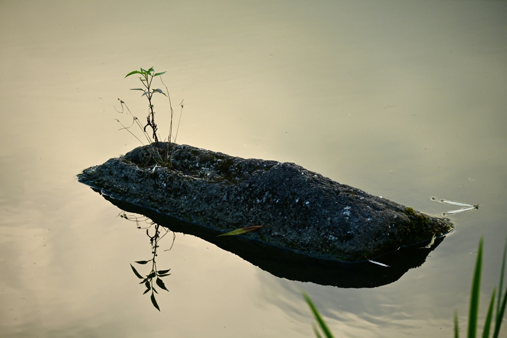 草生える池の岩