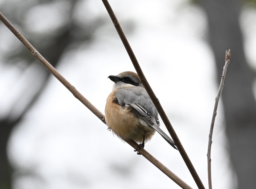 初めての野鳥撮影